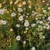 ...die mit dem grauen Ansatz... (@diemitgrauen) Twitter profile photo ...die mit dem grauen Ansatz... (@diemitgrauen) Twitter profile photo