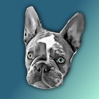 Teddy Blue Frenchie (@teddyfrenchie) 's Twitter Profile
