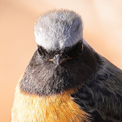 元自転車enthusiast(自称)、アカウント名はそこから。
最近では野鳥撮影にハマって専ら鳥写真投稿です。
無言フォローお許しください。基本的にDMは応対しません。
カメラ：X100F    X-H1　EOSR5