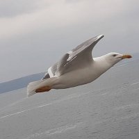 Mehmet Ali (@ali_masogut) 's Twitter Profile Photo Mehmet Ali (@ali_masogut) 's Twitter Profile Photo