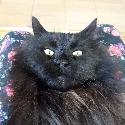 Apogs20's profile picture. Cat from Latvia (almost 12 years old boy, OTRB 2024).  My sister Preilene is 3 and has a tricolour coat. Now we have Vilciņš, too (several months).