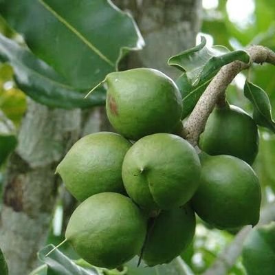 OmachSnr's profile picture. MBA, MIB | Global trade, International Business, Market Systems Dev't, Entrepreneurship ecosystems building & Investment Facilitation are my specialty areas|