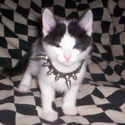 spleenrusse's profile picture. белой акации цветок эмиграции