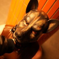 Tug collar, Get reward. (@damoosepup) 's Twitter Profile