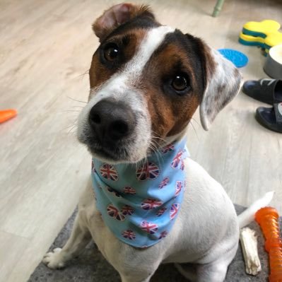 I’m a fun loving Parson Russel Terrier with a love of other people’s toes, cuddles and zoomies!