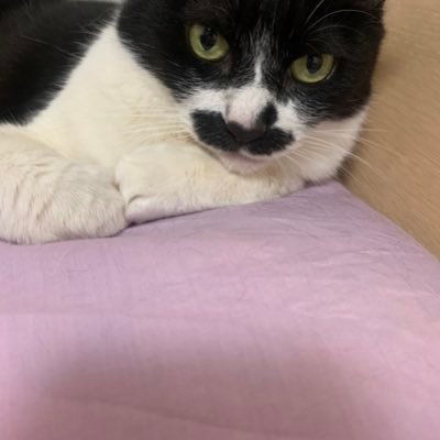 きなこさんのプロフィール画像