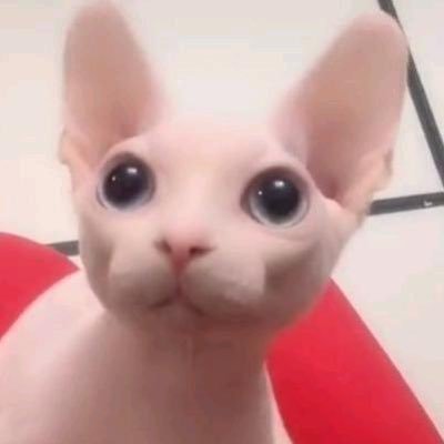 engelthesiren's profile picture. 23 | they