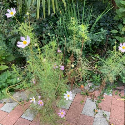 studios_mimi's profile picture. 最近は3dソフトを勉強中