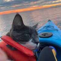 Bear (@thebigbearcat) 's Twitter Profile
