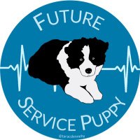 Beacon, Border Collie Service Puppy in Training(@BeaconBCSD) 's Twitter Profile Photo