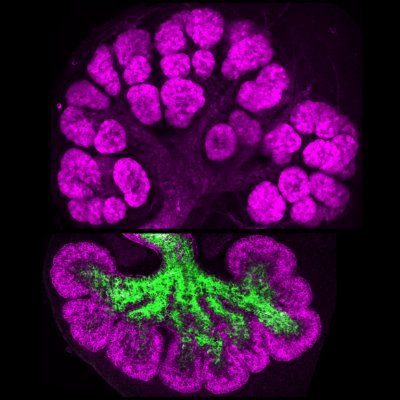 Shaohe Wang's group at HHMI Janelia | 4DCP | We aim to understand how mammalian organs are built by cells and extracellular matrices