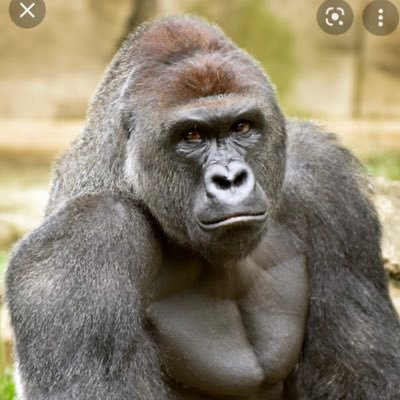 AnApeThatBeats's profile picture. 🦧