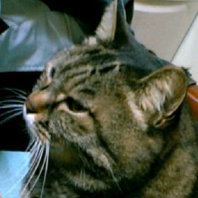 sasorin888's profile picture. SwitchゲーをYouTubeにライブ配信しました。https://t.co/zTMnKpNbHf