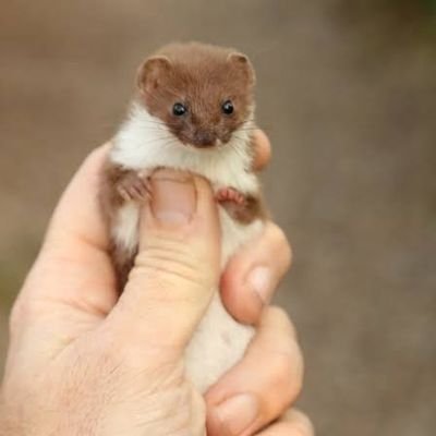 IzumIさんのプロフィール画像