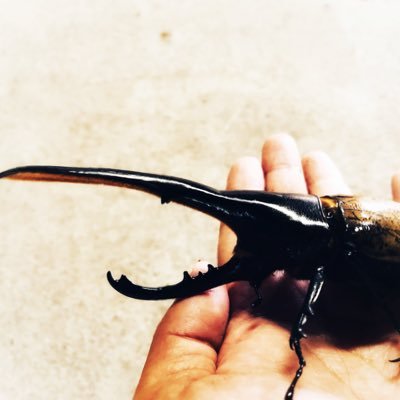 ヘラクレスオオカブトをメインに田舎の倉庫で昆虫ブリード事業をしております。県内店舗さんへの出荷、大型商業施設での販売イベントやっております。生体の購入は下記ホームページからでも可能です。