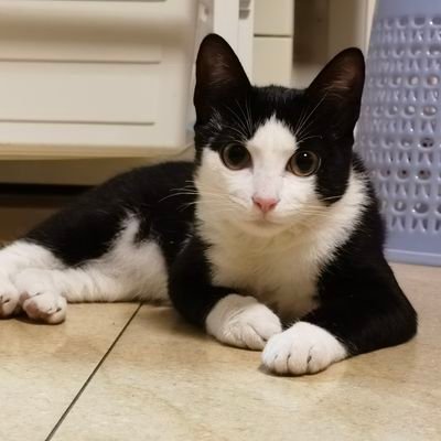 tigerzdj's profile picture. 