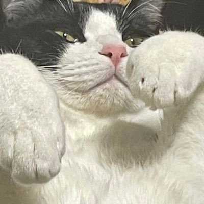 kotone0310dance's profile picture. 