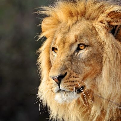 thakurvivek072's profile picture. Jai Rajputna