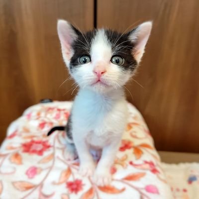 猫は完全室内飼い派！　
外猫に『いいね』はしません。外猫写真家大嫌いです。
愛玩動物飼養管理士2級
　　仔猫ミルクボランティア
　　愛護センターから12歳のわさびを、　SNS繋がりで5歳のハイネを家族に迎えました❤️　　複数アカ持ち…鳥アカ(@4shihoshiho4).爬虫類アカもあります。