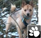 I am a rescue Chi cross called Lily (not Lilly, that makes me a cross Chi!). I've been lucky and found my forever home and want to help other dogs do the same.