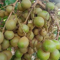 Dariahwati 🥭 (@mauanak5_bigwin) 's Twitter Profile