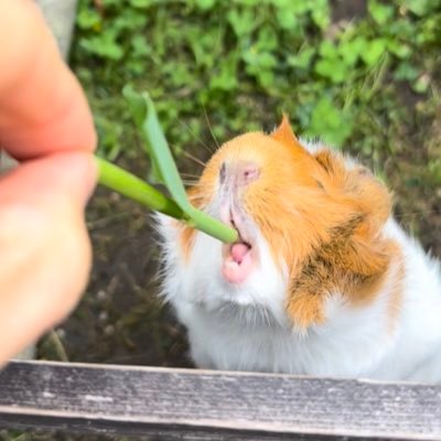 nxmxnxl3's profile picture. ⚜Lv.28♂⚜