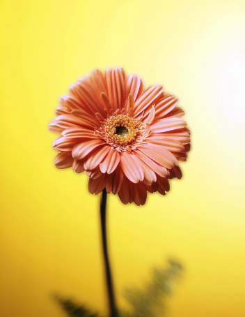 Apfelsmartie's profile picture. 