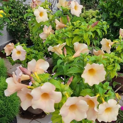 Saket_IsTheName's profile picture. 