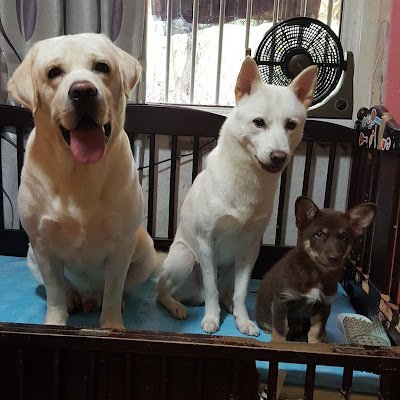 daehotan's profile picture. 대호탄