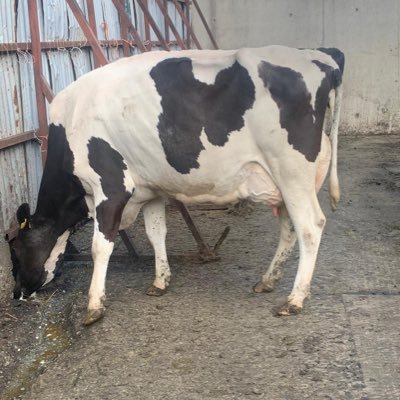Adrian70786332's profile picture. Dairy Advisor with Lakeland Dairies, all views are my own