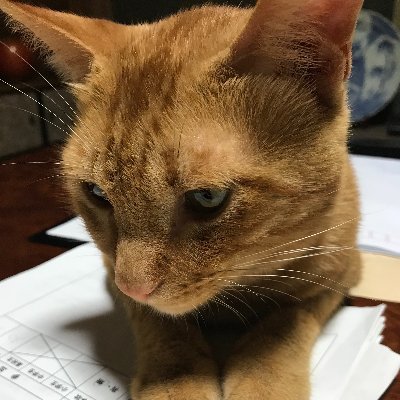 kazu2653's profile picture. 暇な時は何時も登山、そして時々キャンプのアウトドア派でL.U.R.Eの好きな建築士です。 無言のフォローとリプライを失礼します。 https://t.co/sQNEGzJROw YouTubeをやってます☝️