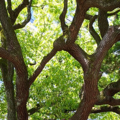 Kazari_381's profile picture. 遊戯王/フリーゲーム/2D3DACT/東方/刑事ドラマ/人狼(長期ID:presto)/ロシア語/アメコミ(DCメイン)/映画