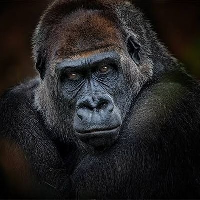工作ゴリラさんのプロフィール画像