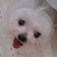 ピノコ (@333hagime) 's Twitter Profile Photo