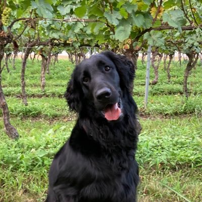 ◆ためとも(為朝)2018.9.10福岡生まれ。ワイン畑🍇で働くフラットコーテッドレトリバー。筋力に自信のあるわんこです。愛想が良い全人類のしもべ。 #フラットコーテッドレトリバー ⚠️トラブルはご遠慮です、とにかく平穏好きです。