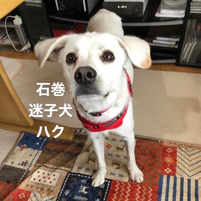 5/20(金)に宮城県石巻市須江しらさぎ台付近で迷子になりました。オスの雑種犬「ハク」を探しています。体重12キロほど。少し臆病な性格です。