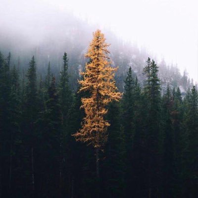AbdallahAlbrady's profile picture. 