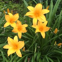 🥷こじま🕷️ 初級甲賀忍者 (@shimacoji) Twitter profile photo