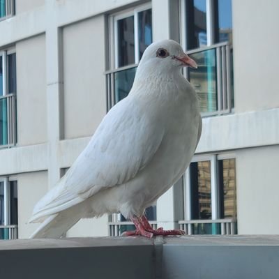 BOMT4Player's profile picture. バイナリーからのFX修行中の身です。本業はWeb屋です。旅行 / 筋トレ