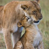 MomLion (@bushrakhiljee) 's Twitter Profile