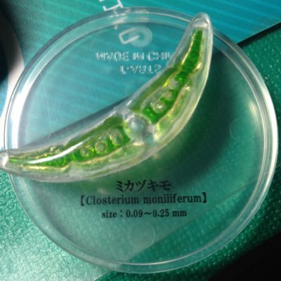 ひよりんガチ恋の単細胞生物 超ときめき宣伝部ファン メガネもすき 静かにフォローしてます😐種族はミカヅキモです 心の中は闘争を求めてドキドキ ドキドキ!!