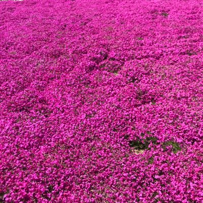 45450721_abc's profile picture. 妻とは7年レスです。もう今後することはないと思います。みなさんの刺激的な姿を羨ましく拝見させて頂いてます。寝取りも、妻の寝取られも興味があります。 性的な事に全く興味がない妻が本当に興味がないのか気になります。愛知 NTR