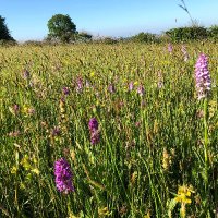 Goren Farm (@gorenfarm) 's Twitter Profile