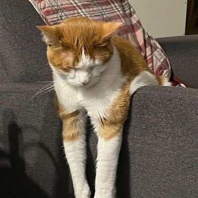 Sailor_Harry's profile picture. giving my best tweets