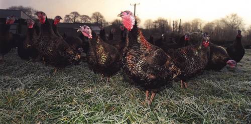 bronzeturkeys's profile picture. Growing and Producing Irish Traditional Bronze Turkeys on a Carbon neutral system outdoors.