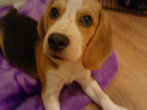 Dog Sitters in the Berwick Upon Tweed area.. 
Tweet for info and rates
101dogsitters@gmail.com