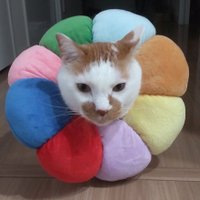 猫のチョココロネ(@chocolatecorne6) 's Twitter Profile Photo