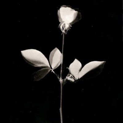 science|progressive music|surrealism|TOANWTS🦉