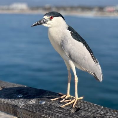 nowordorder's profile picture. 