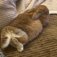 かずさん (@4017kz) 's Twitter Profile Photo